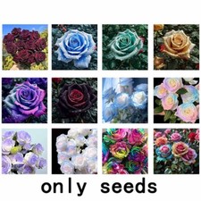 100Pcs Black Rose seeds Garden Plant Flower Blood Rose seeds
