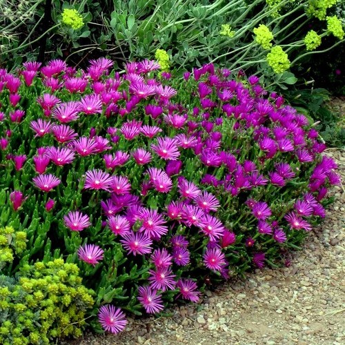 20 ICE PLANT Seeds (Delosperma Cooperi) Daisy Flower Hardy Ground Cover Plant - Picture 3 of 15