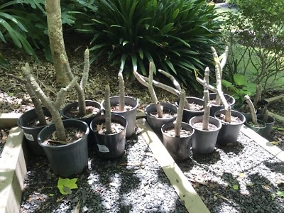 Frangipani Plumeria Plants Gumtree Australia Free Local Classifieds