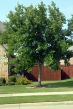 CHINKAPIN OAK (1) TREES 6-8" in container w/free Orange tree (cousin to Bur Oak)