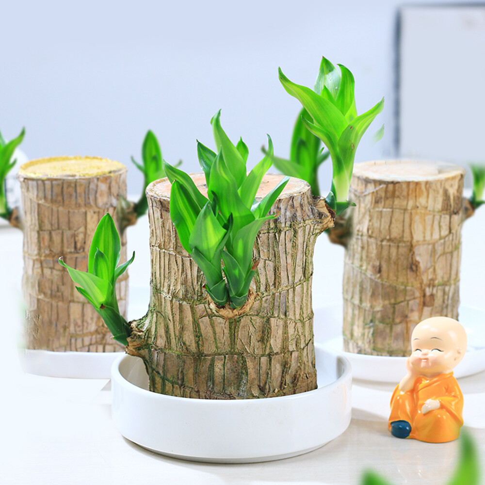 Zahoken Brasilianischer Glücksbaum - Luftreinigende Zimmerpflanze 6x9cm