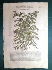 MATTIOLI MATTHIOLI Erbario a figure grandi originale del 1604 LENTICCHIE