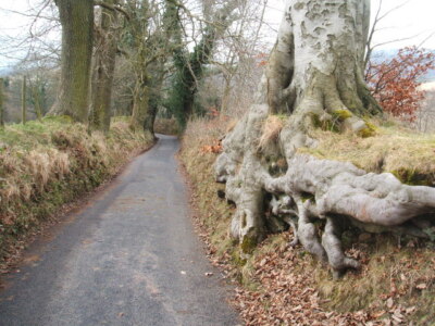 Foto 6x4 Wurzelstrecke Hathersage oder soll es Stammstraße sein? c2009
