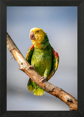 Papagei gerahmtes Wandbild Poster Leinwanddruck Bild