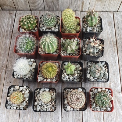 (30-Pack) Assorted 2-Inch Cactus - LIVE PLANT
