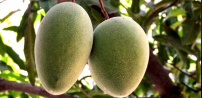 Alampur Banesham Mango Grafted Tree 2-4 Ft Tall. Ship To All States