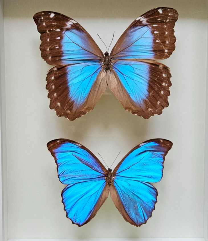 MORPHO DIDIUS - LOT of 3 HUGE BLUE MORPHO SPECIMENS, Wings