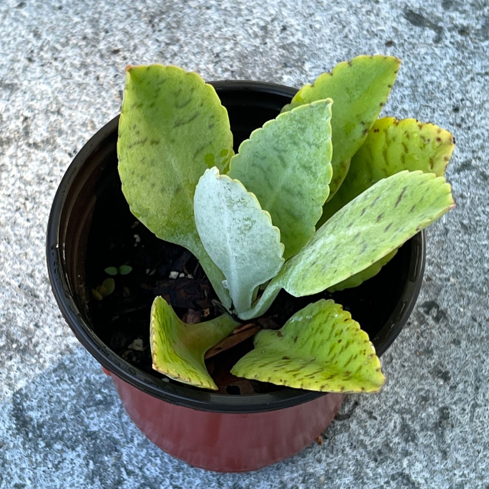 Picture 1 of 10
