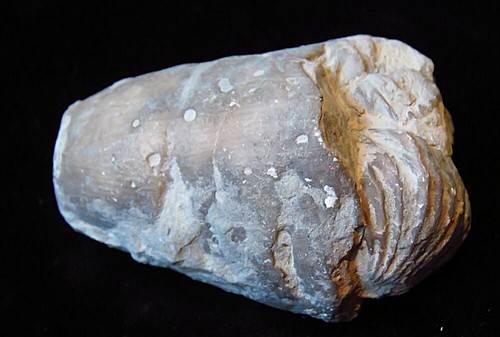 Grewinkia Rugose Coral with Brachiopod and Worm Holes- Silurian-Waldron, Indiana