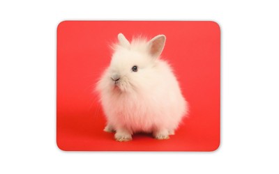 Weiße flauschige Häschen Maus Matte Pad-Hase süß Haustier Kinder Spaß Computer Geschenk #15927