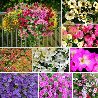 Mixed Bonsai Petunia Flower 1000Seeds, Grandiflora Flowers / Herbaceous plant