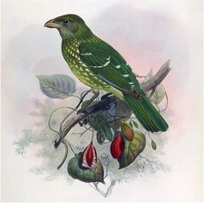 Tropical Green Bird Accent Tile Mural Kitchen Bathroom Backsplash Marble Ceramic