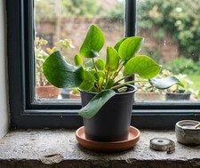 Pilea peperomioides,Ufopflanze,Glückstaler,dekorative Zimmerpflanze,ca.15cm