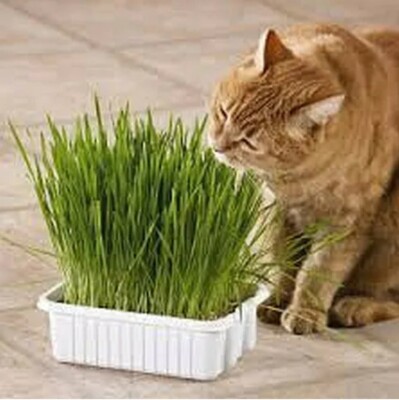 800 х Cat Grass Seeds To Improve Your Cats NON GMO UK