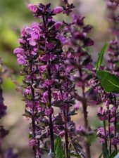 Salvia nemorosa - Pink Wood Sage  X 40 Seeds