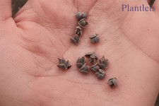 Kalanchoe daigremontiana (Mother of thousands) x 10 Plantlets