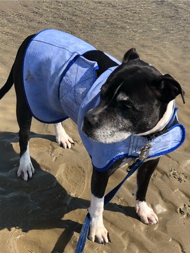 Water Master, Pink Cooling Summer Dog Coat £45 size 65 cm - 第 1/7 張圖片