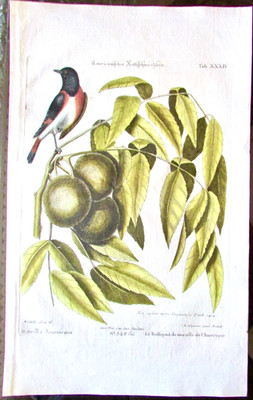 American Redstart & Black Walnut Tree XXXIV-Catesby-Seligmann-1770  HANDCOLORED