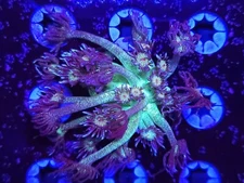 AJs Glitter Goniopora * Goni * Live Coral Frag * AJs Aquariums