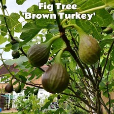 Two Fig Trees 'Brown Turkey' variety - Up to 35cm - Bare Roots