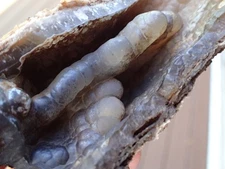 Botryoidal Fossil Coral Geode GA Agate Amber Fluorescent Specimen Sea WC111