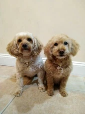 Name Crown Initial Letter Pet Cat Puppy Dog Chain Pendant Charm