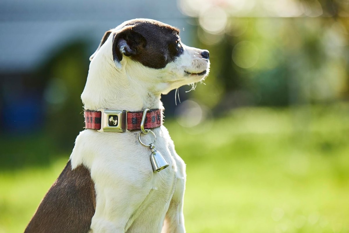 GUARDIAN BELL - RIDE TO LIVE BLACK Fits All Harley Motorcycles Biker Good Luck E