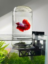 Soporte Tanque Betta Invertido, Vista Panorámica para Peces Betta, Vista 360 para Betta