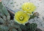 Opuntia polyacantha var. arenaria - 2x CUTTINGS - FROST HARDY CACTUS