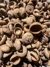 100+ Natural Red Oak Acorn Caps Various Sizes Decorate Crafts Projects