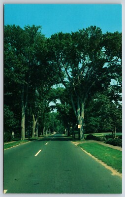 Postcard The Famous Elms Of Yarmouthport, Cape Cod, Massachusetts Unposted