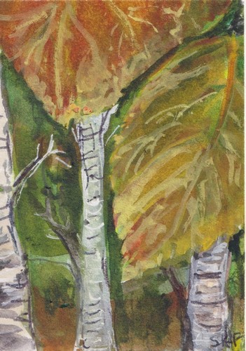 Original ACEO Watercolor Painting, Birch Trees By Sharon Foster