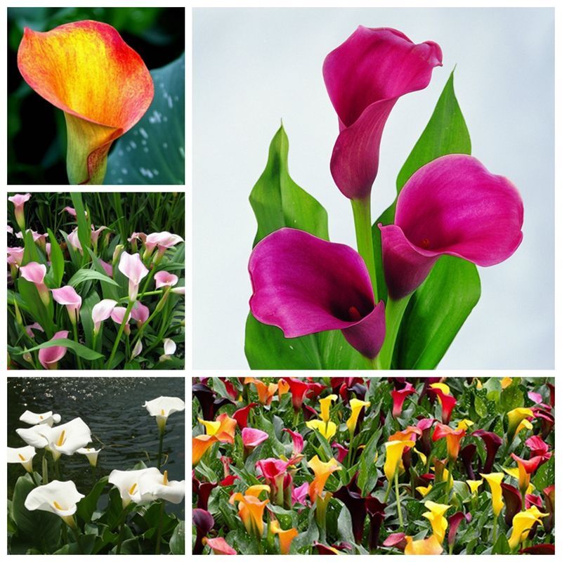 100 Calla Lily Seeds Calla Zantedeschia Seed | eBay