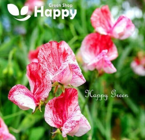 CLIMBING FLOWERS - Vines - Thunbergia Morning Glory Sweet Pea - Flower seeds - Picture 76 of 121