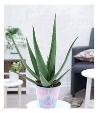 XXL Aloe Vera, 55-65 cm hoch,1 Pflanze Zimmerpflanze