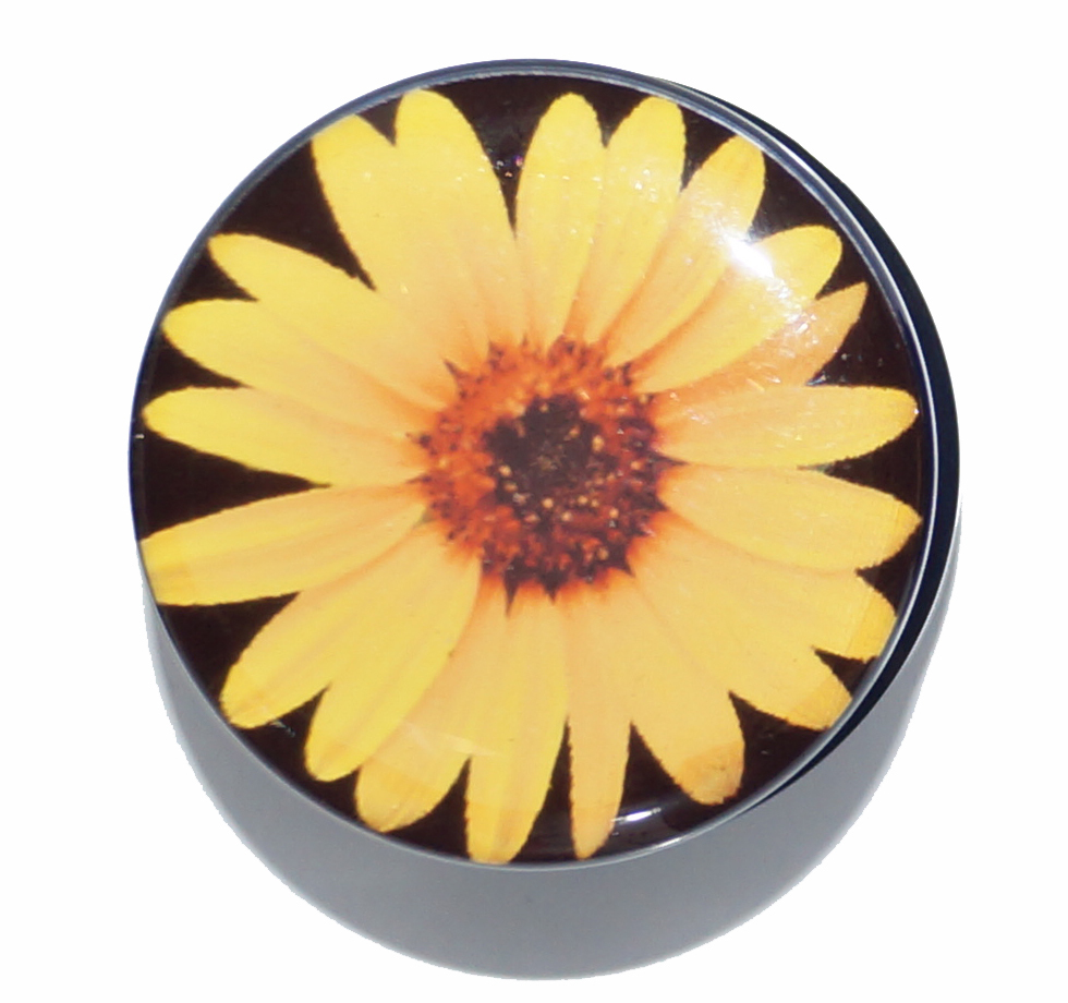 Daisies Flowers Cheadle Hulme Best Flower Site