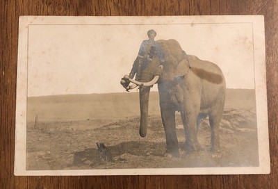 The Stadler Photographing Co., Chicago, IL. Postcard-Man & Elephant (WP18)