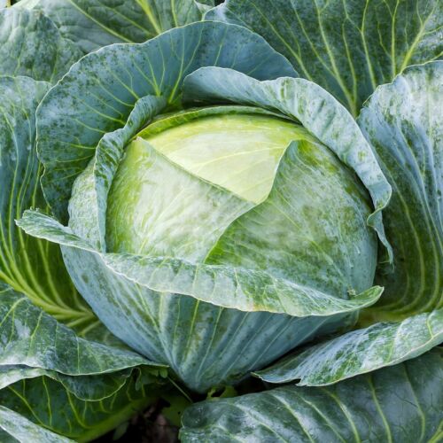 500 Late Flat Dutch Cabbage Seeds - Everwilde Farms Mylar Seed Packet - Picture 3 of 3