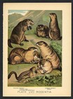 Prairie Dog, Marmot, Babac, Vintage 1897 Chromolithograph Print, Antique, 057