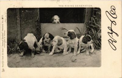 CPA AK The rising generation DOGS (727298)