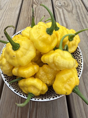 #ad #ad 10 KS Lemon Starrburst Hot Organic Pepper Seeds 2025 Harvest Free Shipping $3.49