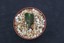 Acanthocereus-tetragonus-Barbed-Wire-Cactus-rare-Florida-native-plant-cacti-4-034