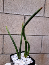 Sansevieria Cylindrica 'Ocean Breeze' Snake Plant Houseplant Succulent