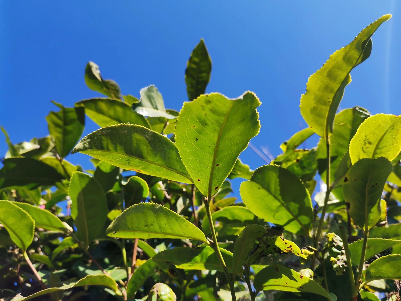 Seeds, Camellia Sinensis Seed, Herbal Teas For Planting