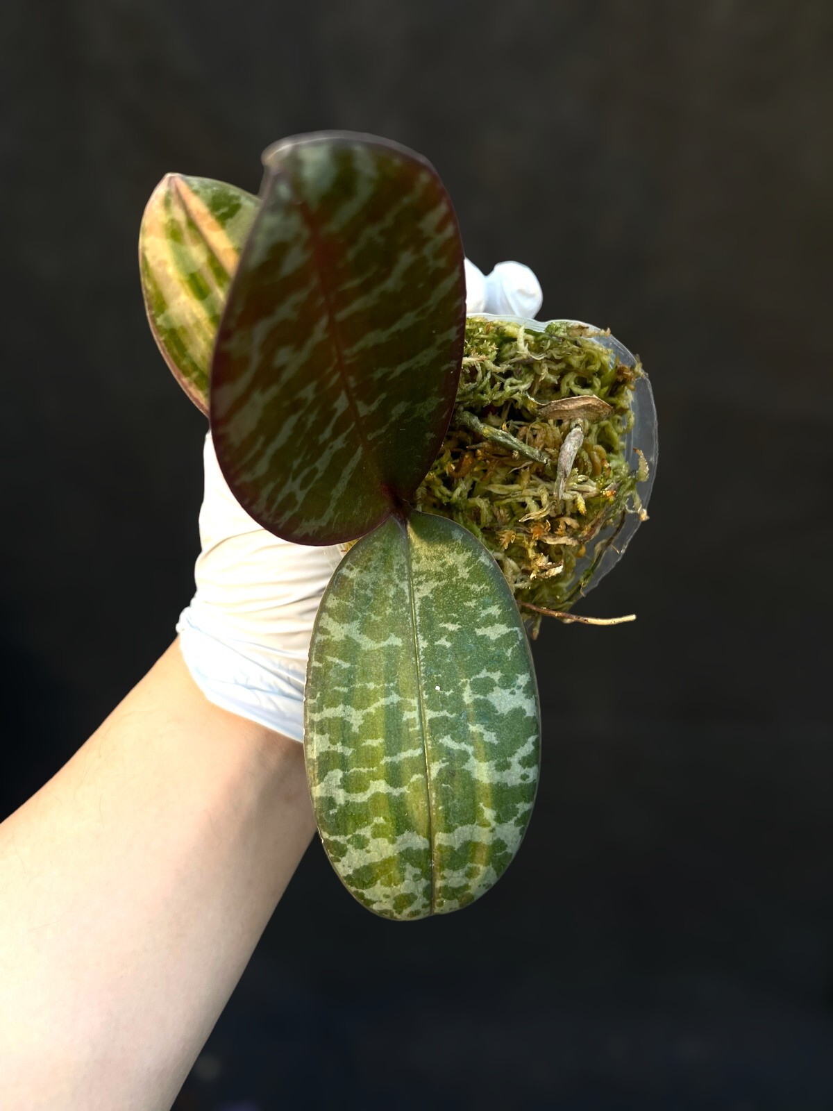 Phalaenopsis schilleriana VARIEGATED, extremely RARE orchid, for