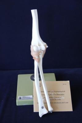 Somso-Plast  NS 52 Funktionsmodell vom Ellenbogengelenk Model of the Elbow Joint