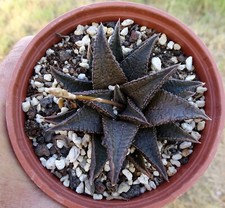 HAWORTHIA TESSELATA X KOELMANIORUM cactus  kakteen cacti caudex plante grasse