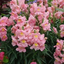 Appleblossom Snapdragon Seeds | Heirloom / Non-GMO | Free Shipping | 1202