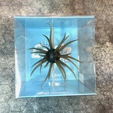 Hideup Coike Fullcast Choose Color