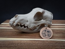 Life Size German Shepherd Skull Replica &ndash; Realistic 3D Printed Dog Bone Model